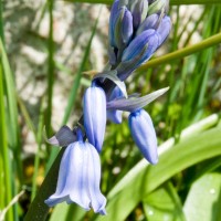 Spanish Bluebell